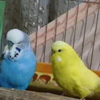 مرغ عشق انگلیسی مولد