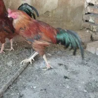 خروس
