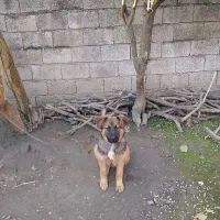 سگ ژرمن کار نر معاوضه با لاری
