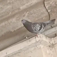 کبوتر