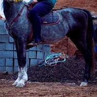اسب