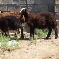 میش زایده بره نر ماده