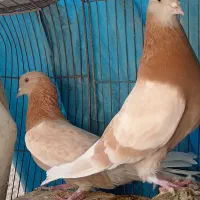 فروش و معاوضه کفتر پرشی  و پلاکی شماره 1