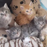 واگذاری بچه گربه