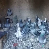 کبوتر پلاکی جوجه و سربندی