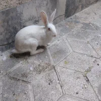 خرگوش چشم شرابی