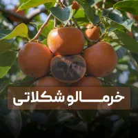 فروش ویژه نهال خرمالو شکلاتی
