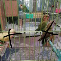 جوجه برای دستی کردن