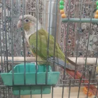 طوطی گرینچیک دستی یک عدد