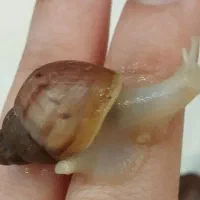 فروش ۶۰ عدد حلزون ۱۲۰ روزه