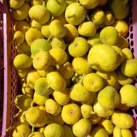 انجیر