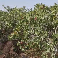 زمین-پسته-اصیل