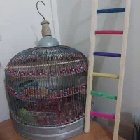 قفس پرنده