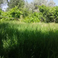 علف تراشی