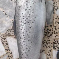 فروش انواع ماهی دریایی ...