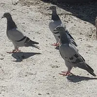 پلاکی نژادر اصل