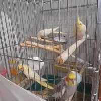 عروس هلندی