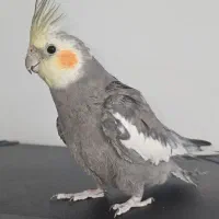 عروس هلندی نر سخنگو