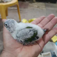 فروش ۹عدد گیرینچیک سرلاکی