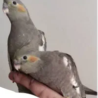 جوجه عروس هلندی