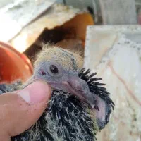 کبوتر جوجه زاغ