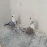 مخمل