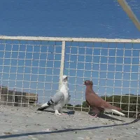 کبوتر