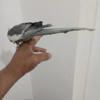 عروس هلندی آشتی