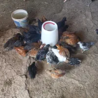 جوجه ۱ماهه وجوجه ۲ماهه