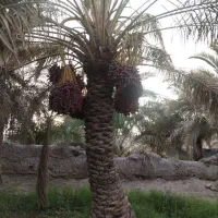 اجاره خرما