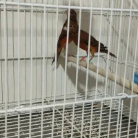 قناری سرخ آتیشی نر