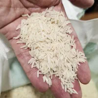 برنج فجر گرگان خالص|خوردنی و آشامیدنی|تهران, مولوی|دیوار