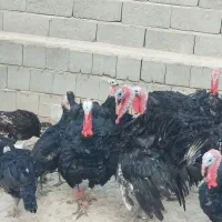 فروش تعدادی بوقلمون