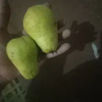 گلابی