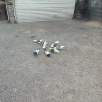 پرنده پشت وسینه