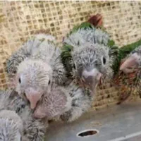 جوجه شاه طوطی، گرینچیک و عروس