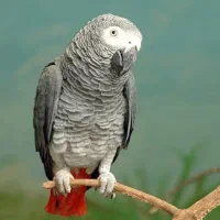 قبول واگذاری پرندگان زینتی