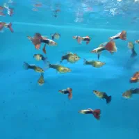 گوپی مولد وارداتی
