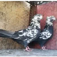 کبوتر گمشده مژدگانی میدم