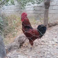 فروش یا. معاوضه خروس رسمی