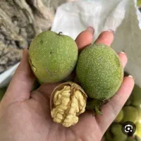 گردو تازه