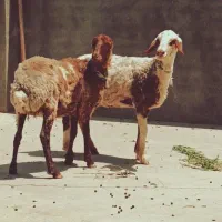 دوراس میش شکم اول