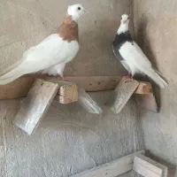 طوقی|پرنده|چگنی, |دیوار