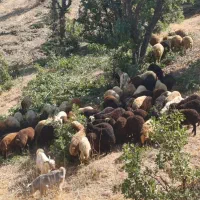 شریک مالی برای خرید گوسفند