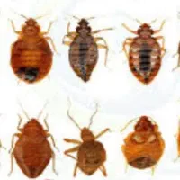 سم پاشی کلیه حشرات باضمانت نامه کتبی