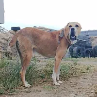 سگ نر افغان