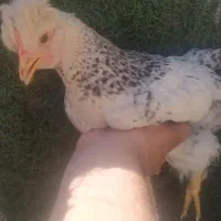 جوجه خروس