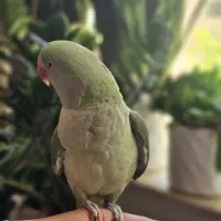شاه طوطی|پرنده|میاندوآب, |دیوار