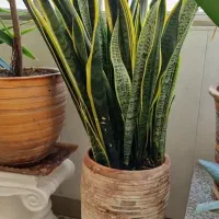 فروش مجموعه گلهای خانگی