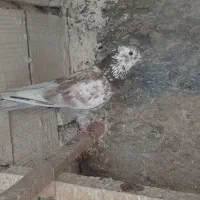 کفتر گرگی کاکولی ( گرفتنی)